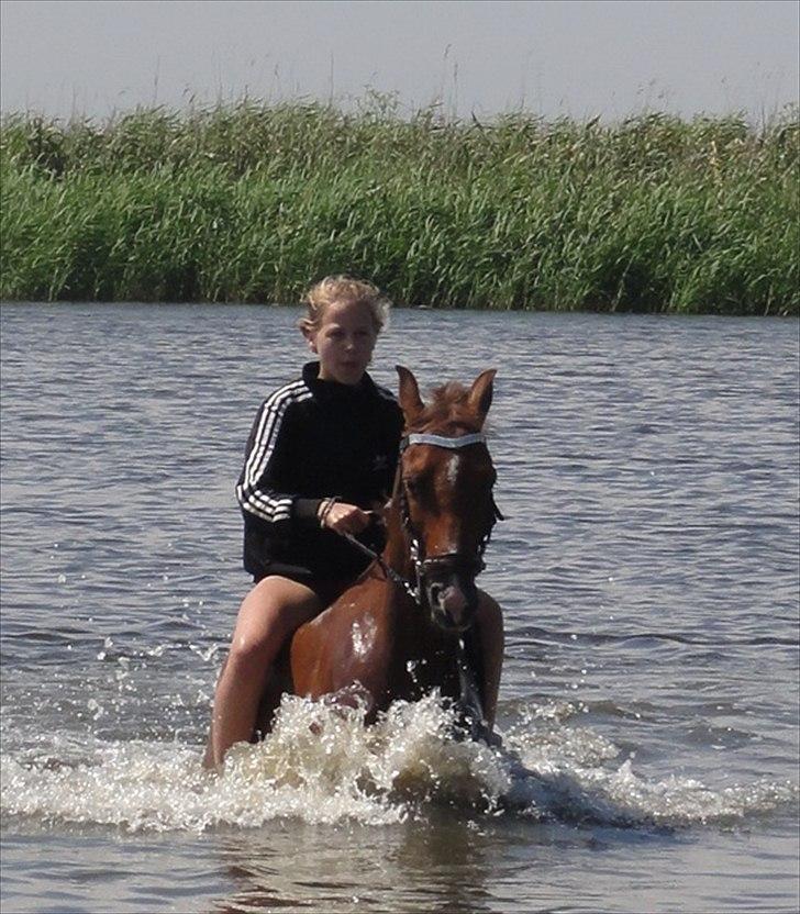 Hollandsk Sportspony Zorro VBP: <33 billede 7