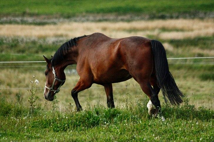 Dansk Varmblod Herkules - på folden for første gang  billede 4