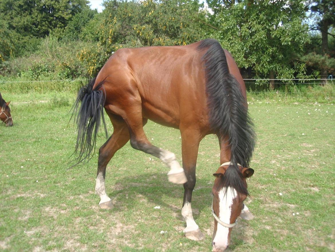 Dansk Varmblod Herkules - uha... det klør  billede 5