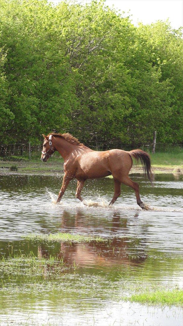 Hollandsk Sportspony Zorro VBP: <33 billede 8