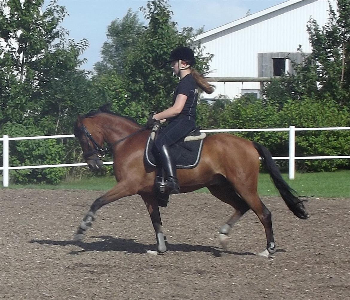 DSP Tovdal´s Alcapone - Undervisning d. 9 august 2011 billede 8