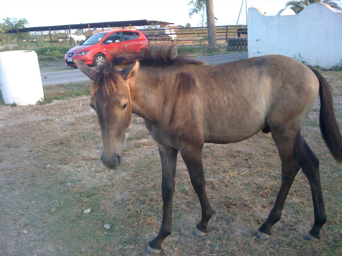 Cruzado Twister billede 13