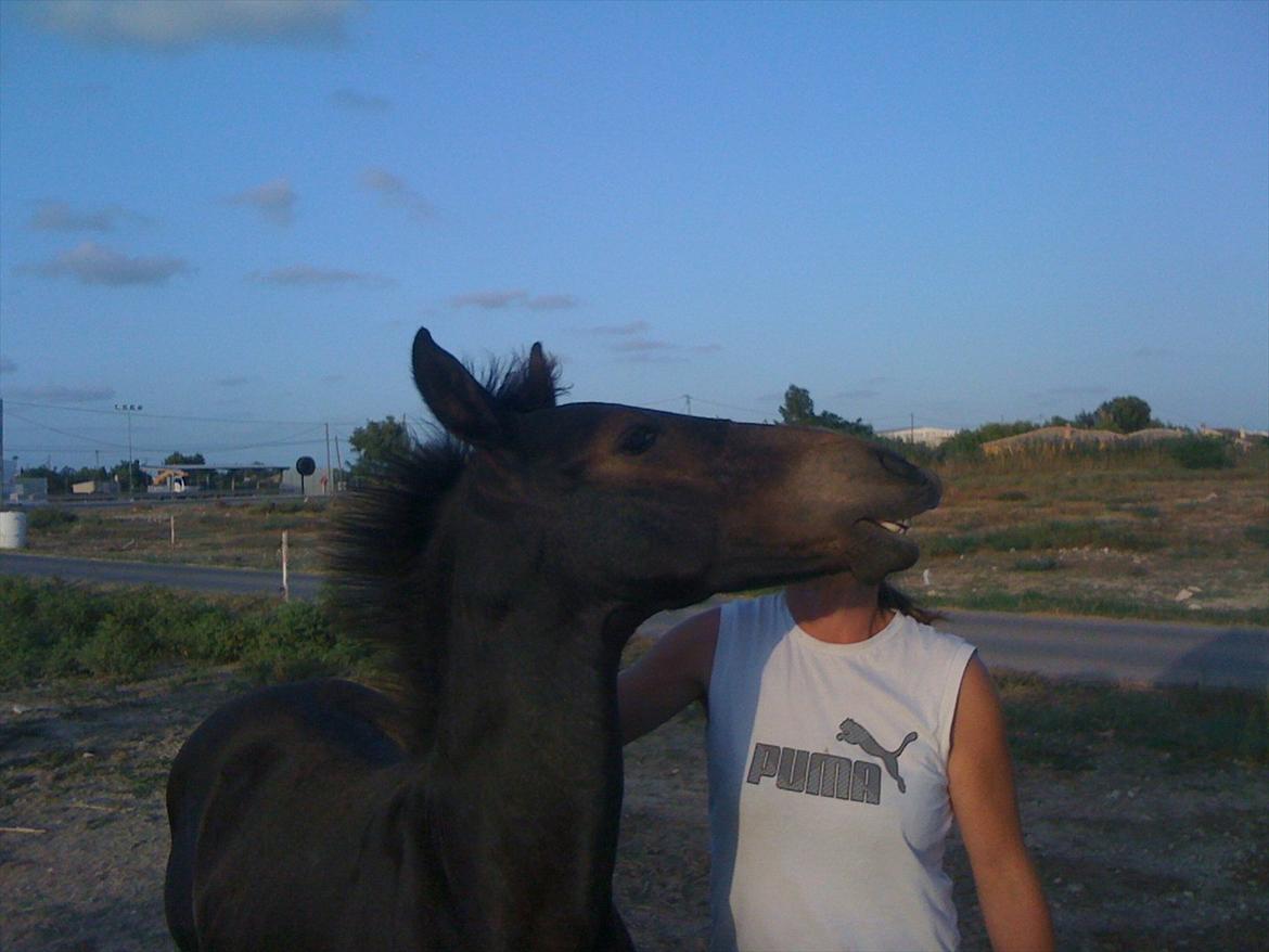 Barockpferd Isabel ( Solgt ) billede 9