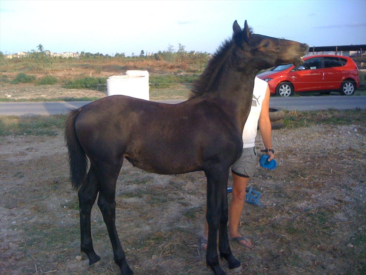 Barockpferd Isabel ( Solgt ) billede 10