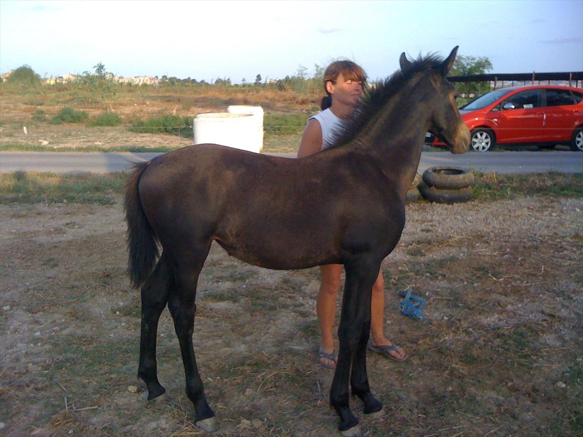 Barockpferd Isabel ( Solgt ) billede 11