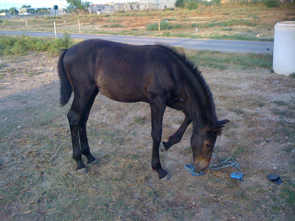 Barockpferd Isabel ( Solgt ) billede 12