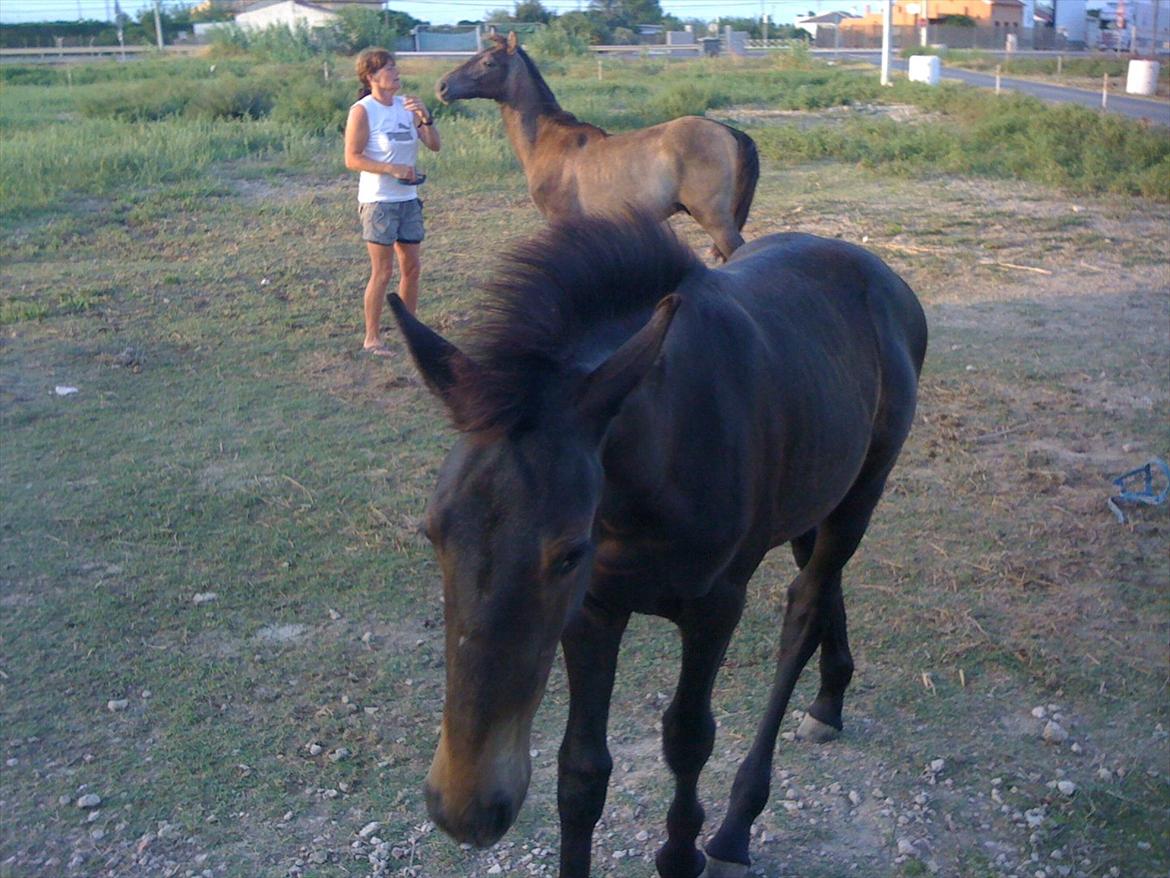 Barockpferd Isabel ( Solgt ) billede 13