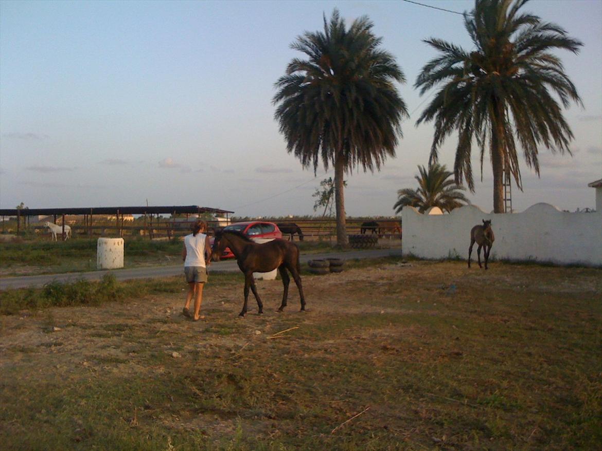 Barockpferd Isabel ( Solgt ) billede 15