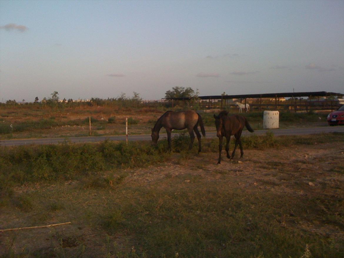 Barockpferd Isabel ( Solgt ) billede 16