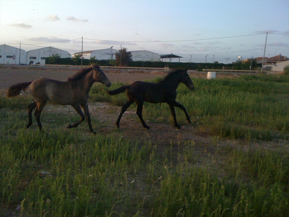 Barockpferd Isabel ( Solgt ) billede 17