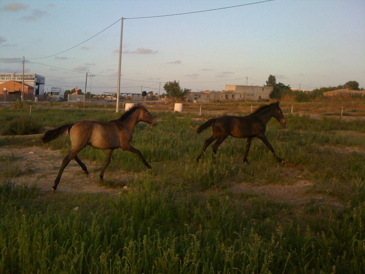 Barockpferd Isabel ( Solgt ) billede 18