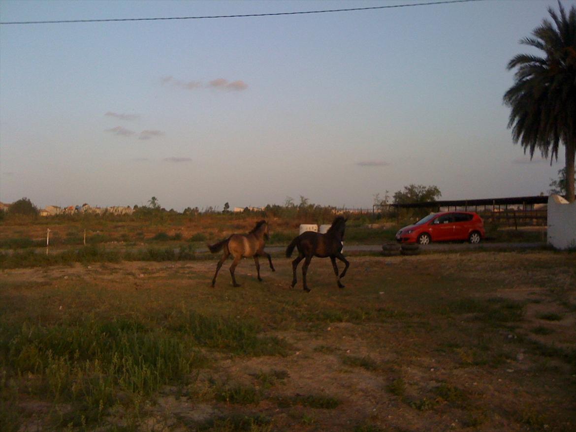 Barockpferd Isabel ( Solgt ) billede 19