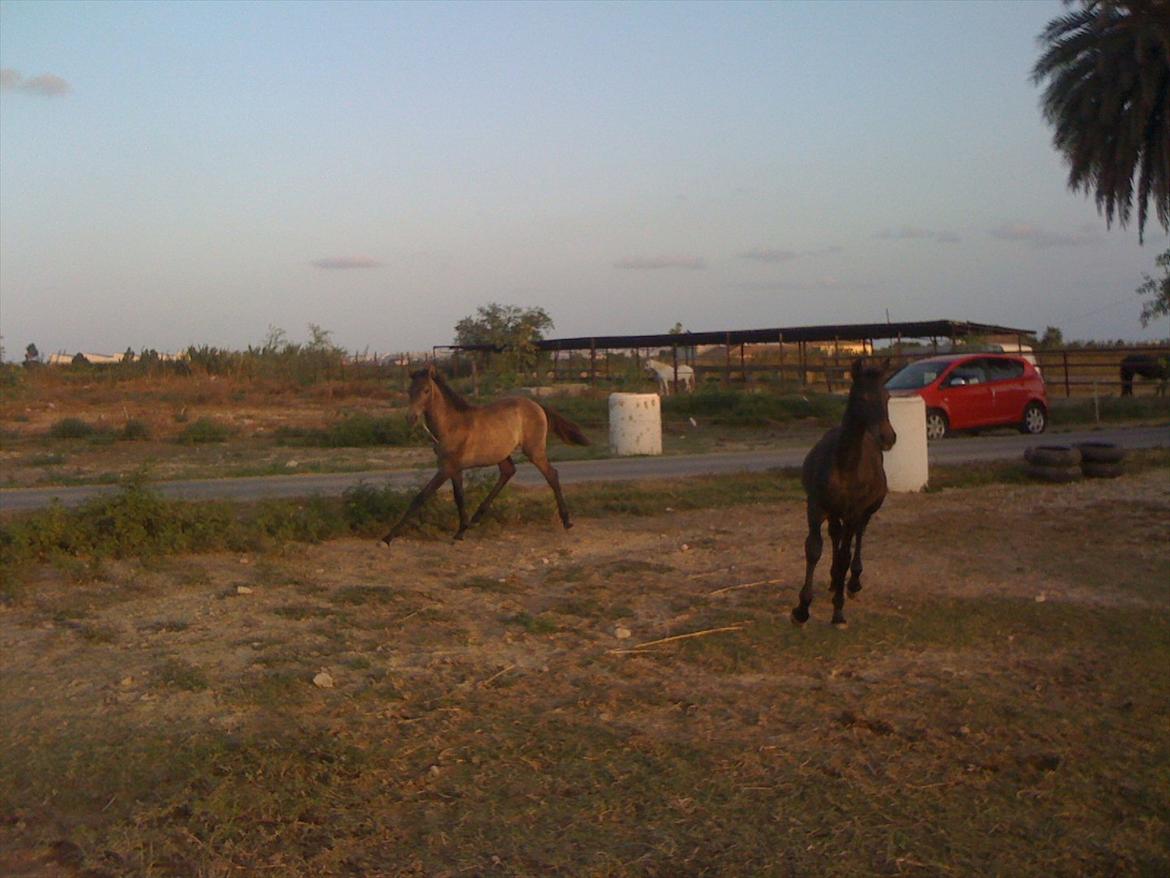 Barockpferd Isabel ( Solgt ) billede 20