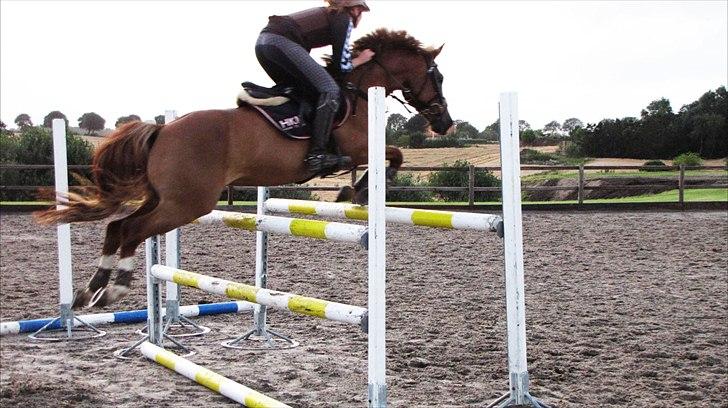 Tysk Sportspony Denver tidl. hest - <3   billede 3