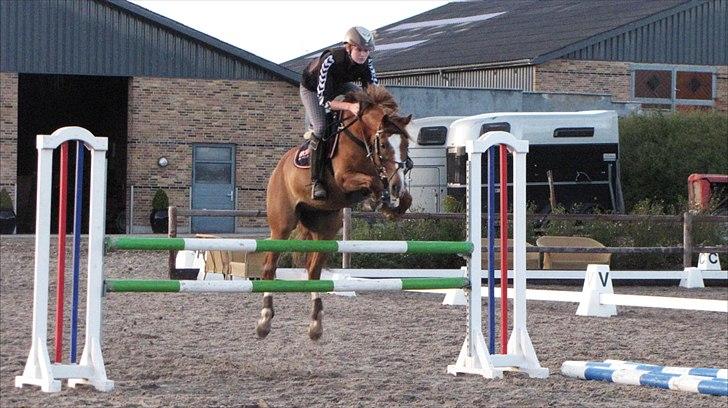 Tysk Sportspony Denver tidl. hest - -- en fantastisk pony!  billede 5