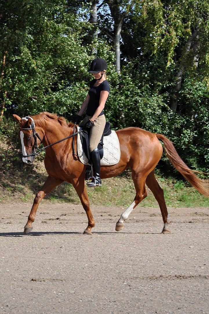 Dansk Varmblod Mae Blossom  - D. 09-08-2011 billede 8