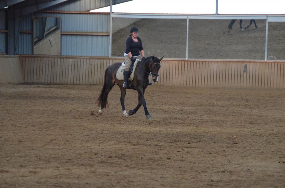 Dansk Varmblod Goodwill Future  - Mig og min lille pige :D <3 billede 4