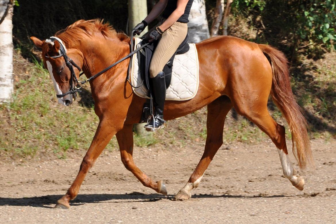 Dansk Varmblod Mae Blossom  - D. 09-08-2011 billede 10