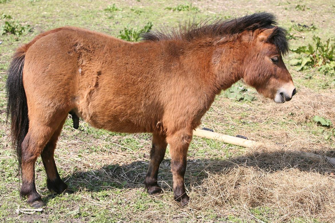 Miniature Elliot billede 8