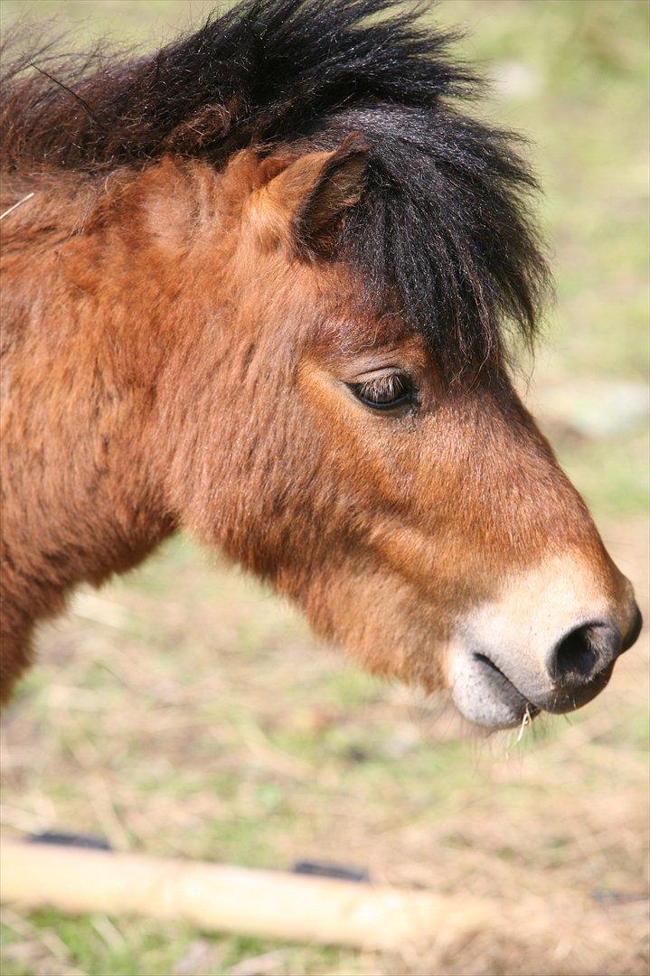 Miniature Elliot billede 9