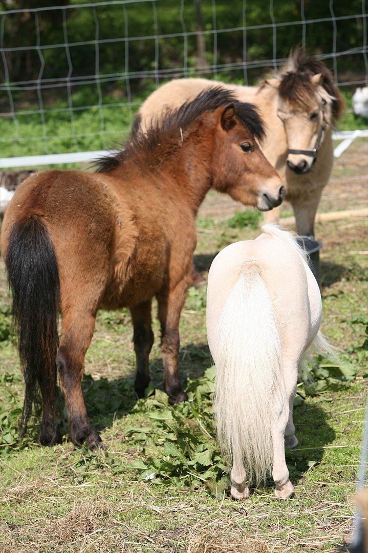 Miniature Elliot billede 10