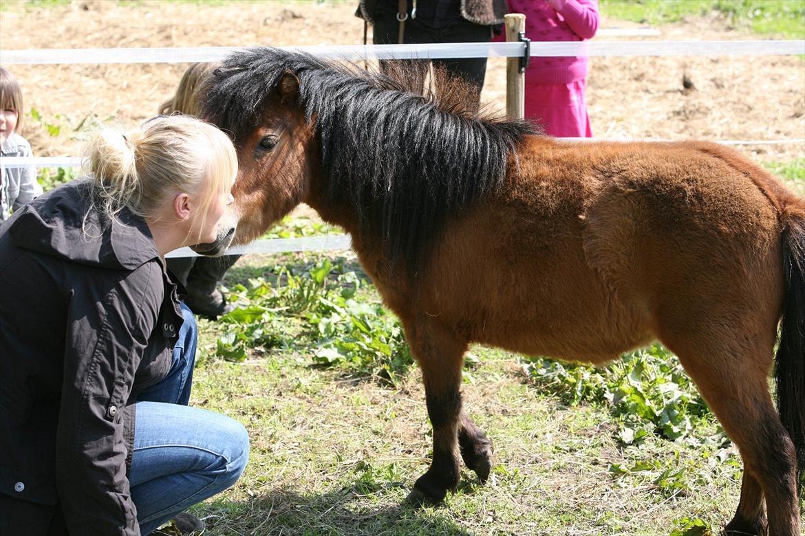 Miniature Elliot billede 11