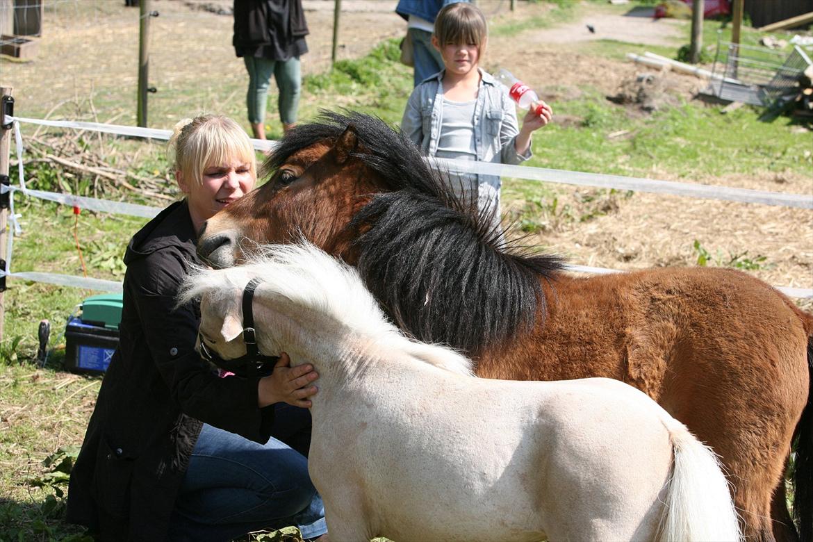 Miniature Elliot billede 12