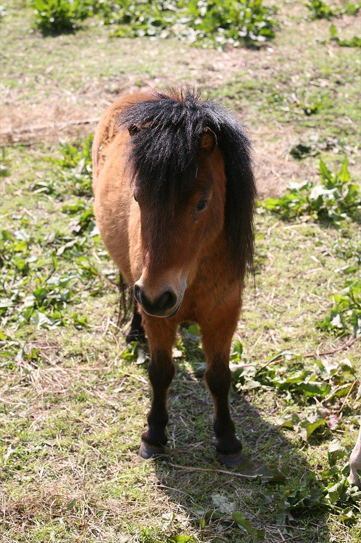 Miniature Elliot billede 13