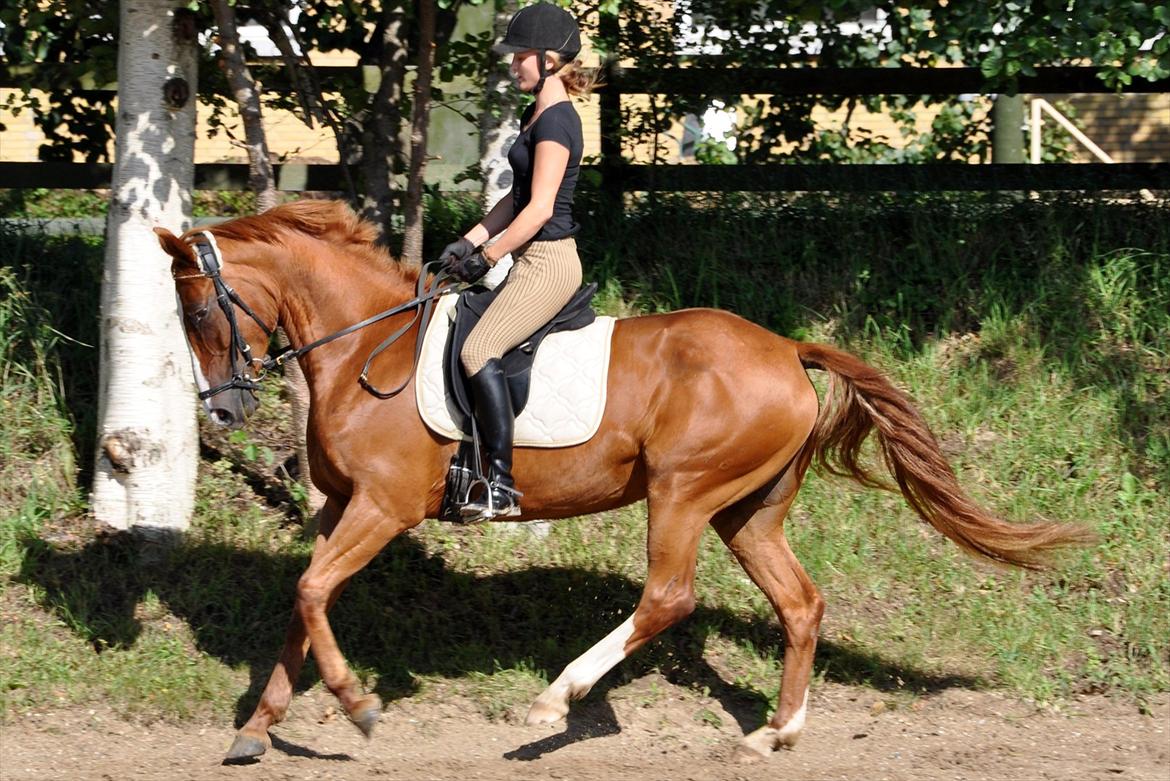 Dansk Varmblod Mae Blossom  billede 12