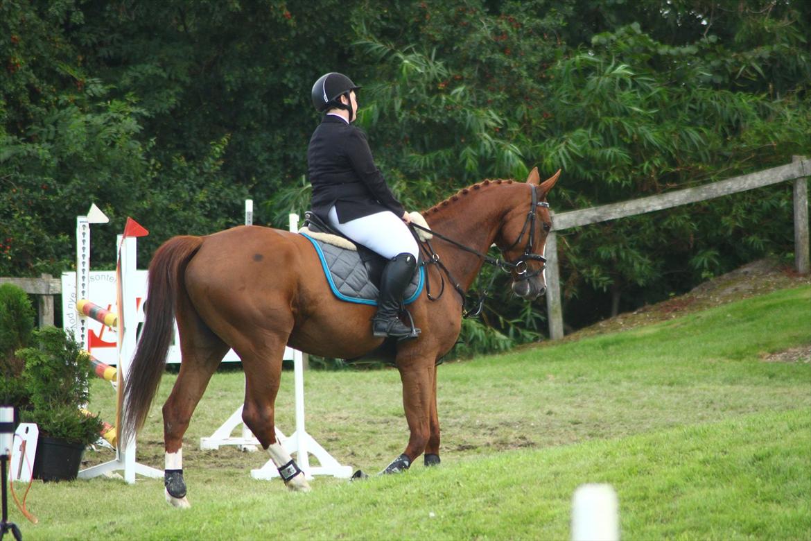 Anden særlig race Glenfoyle billede 9