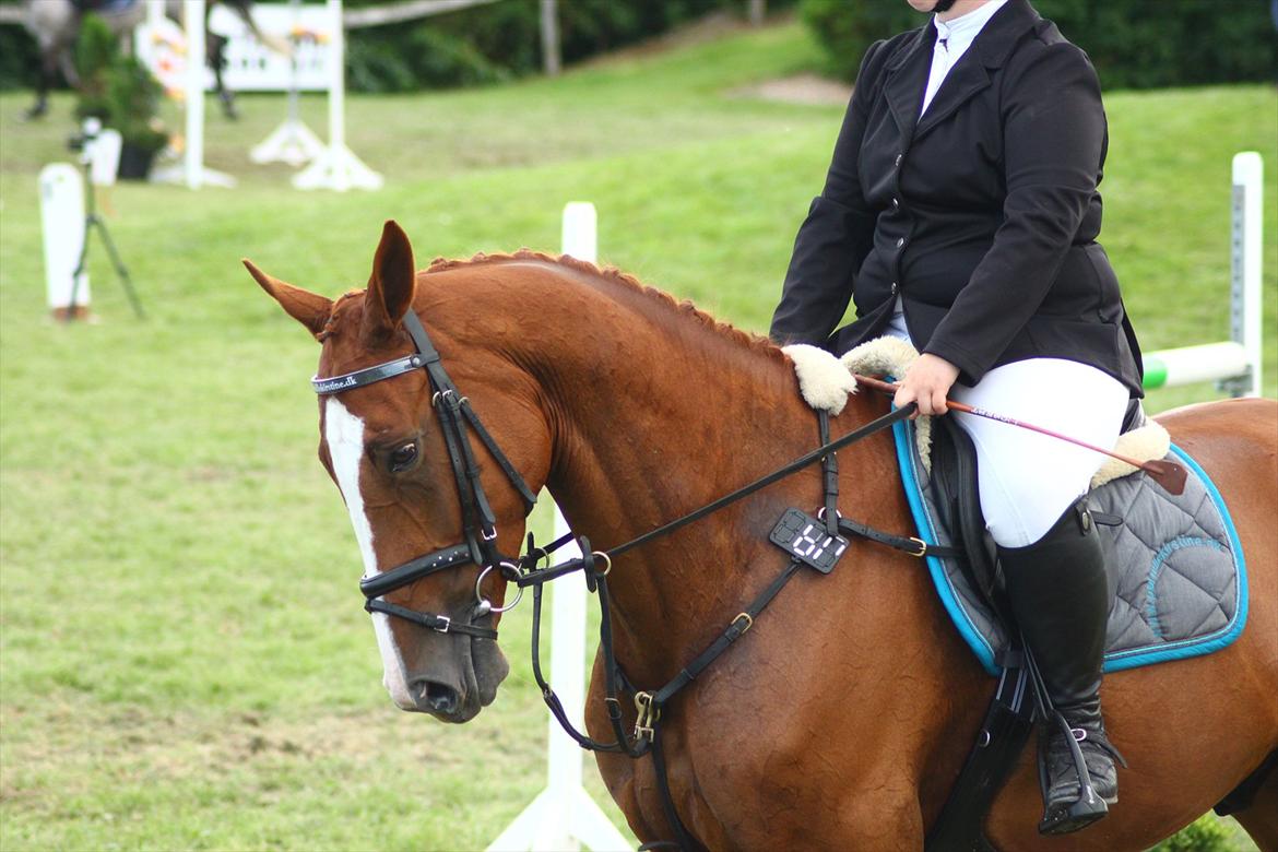 Anden særlig race Glenfoyle billede 10