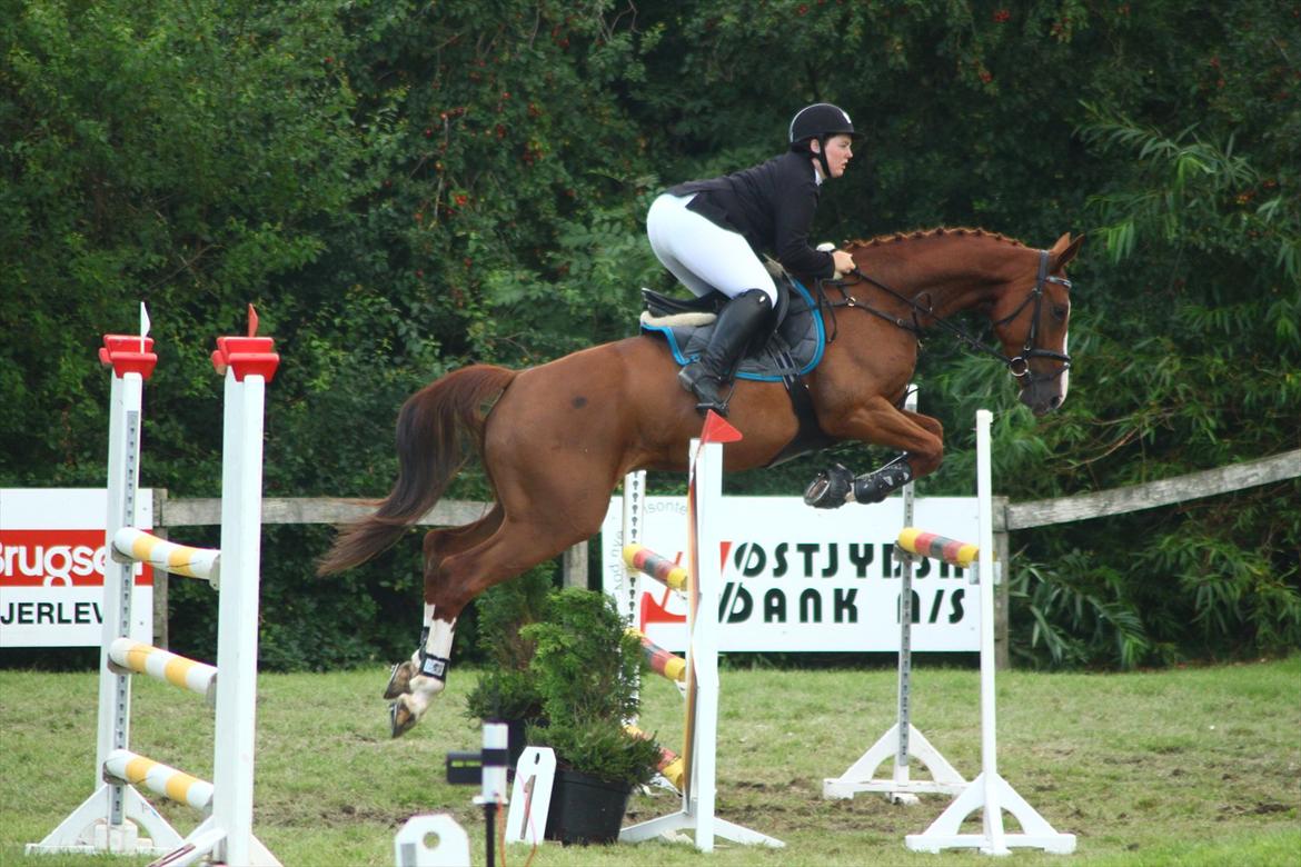 Anden særlig race Glenfoyle billede 13