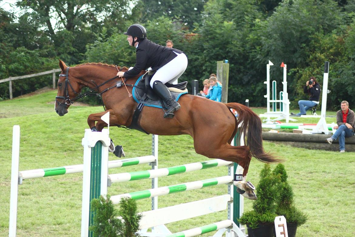 Anden særlig race Glenfoyle billede 14