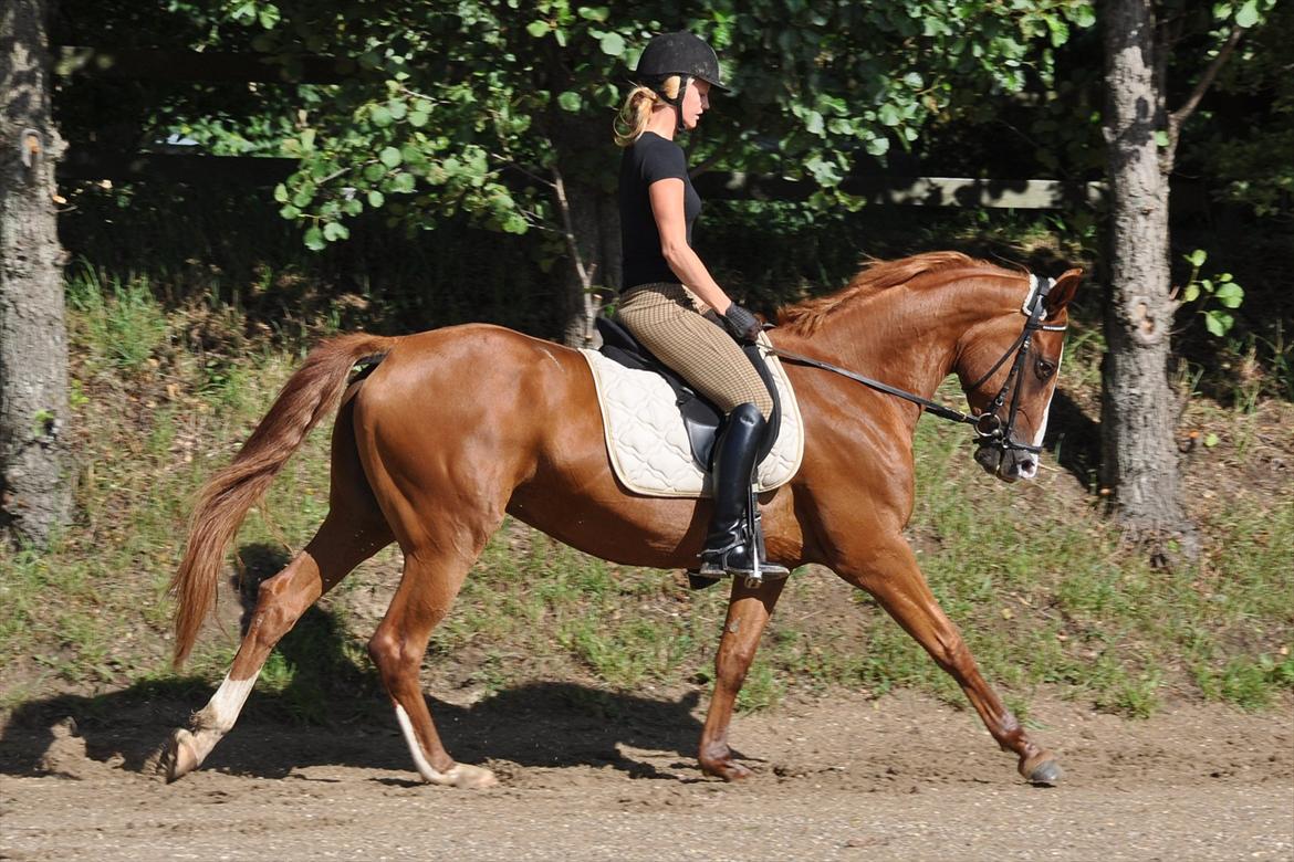 Dansk Varmblod Mae Blossom  billede 13