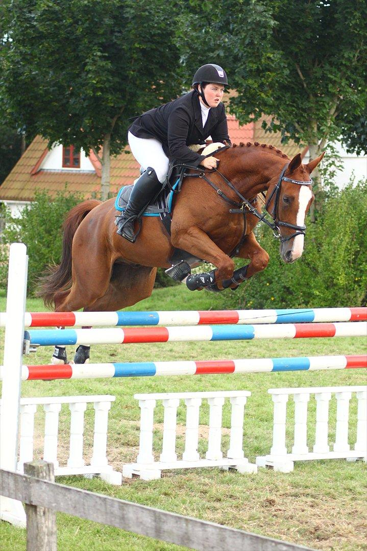 Anden særlig race Glenfoyle billede 15