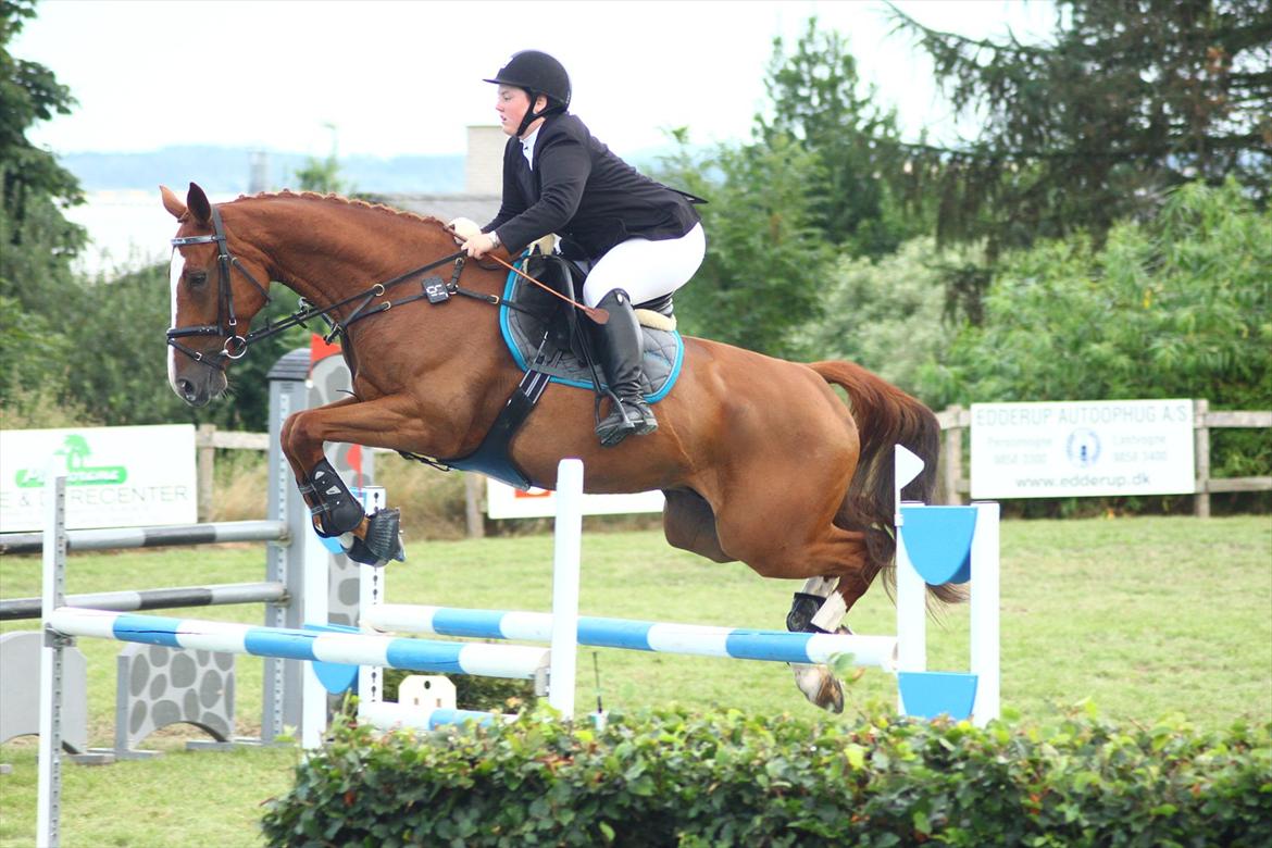 Anden særlig race Glenfoyle billede 16