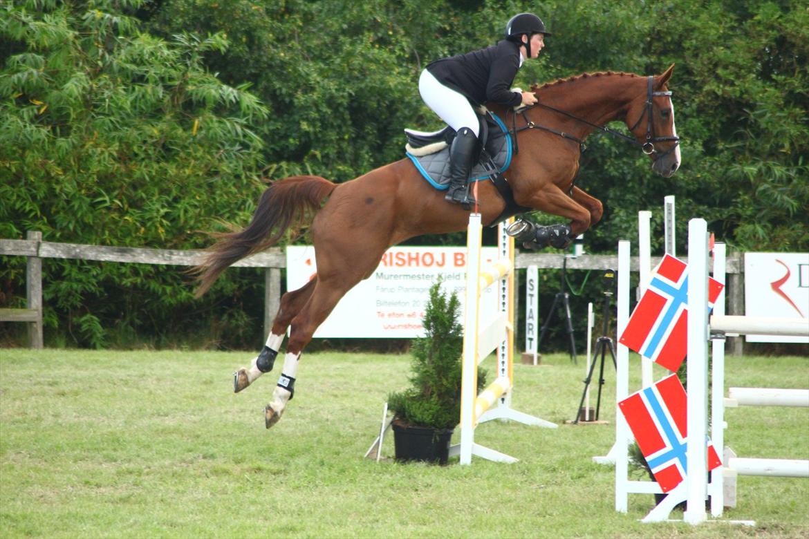 Anden særlig race Glenfoyle billede 17