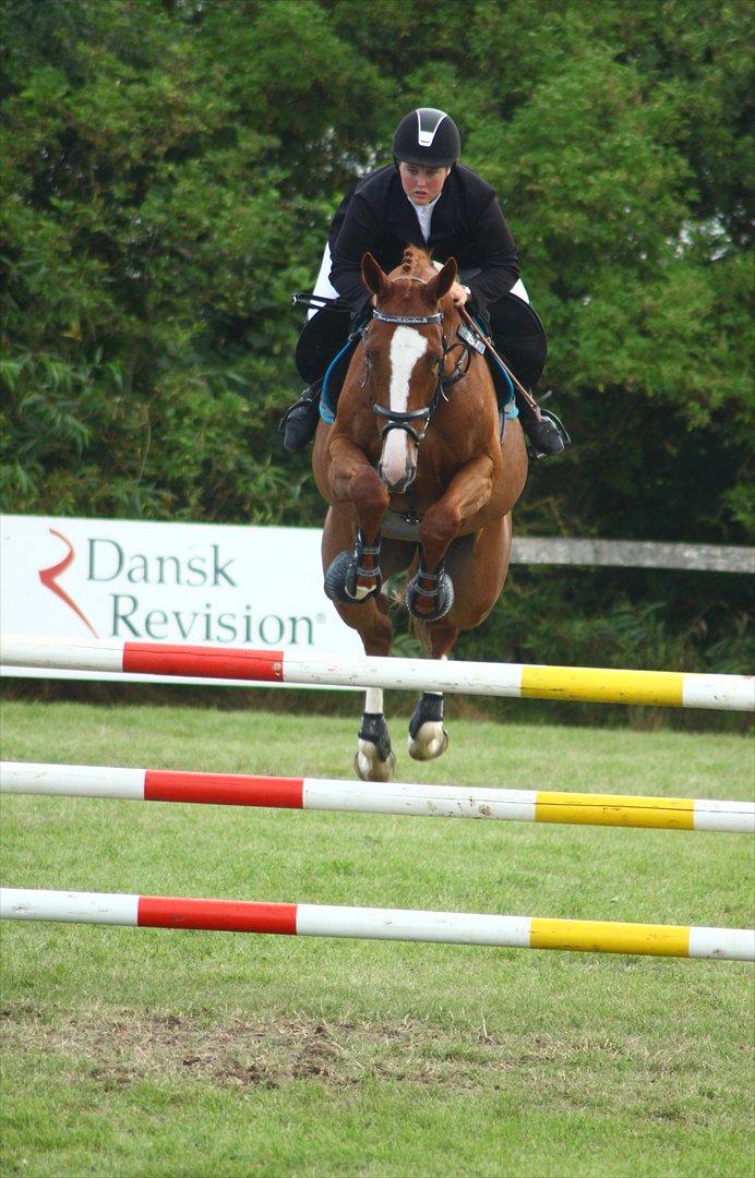 Anden særlig race Glenfoyle billede 18