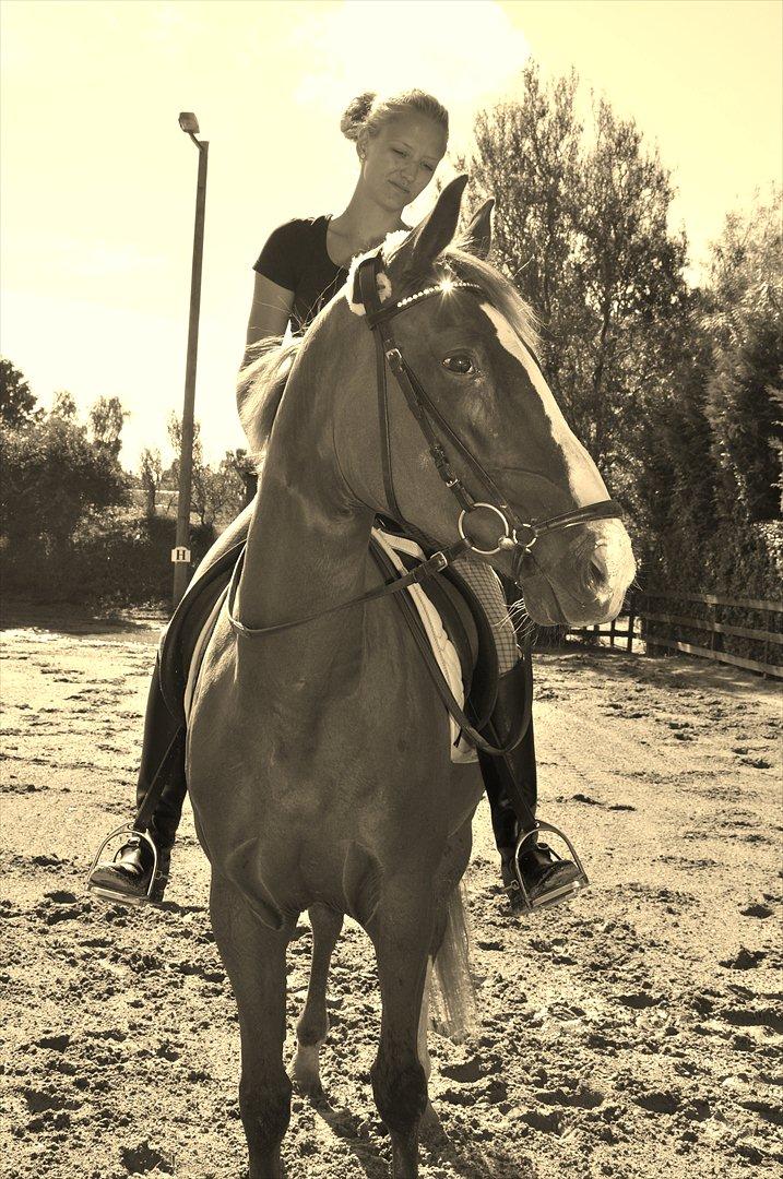 Dansk Varmblod Mae Blossom  billede 14