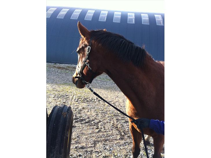 {{currentPhoto.altText}} billede {{currentPhoto.number}}