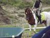 Pinto Starlight-  tidl Lånepony- l [Tidl. part]