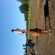 Anden særlig race Tecklan