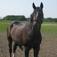 Oldenborg Enzo