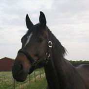 Oldenborg Enzo