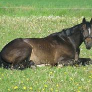 Oldenborg Enzo