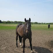 Oldenborg Enzo
