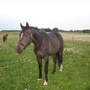 Oldenborg Enzo
