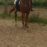 Dansk Varmblod Vegina