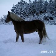 Haflinger Herkules