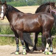 Holstener Exquisit Quest